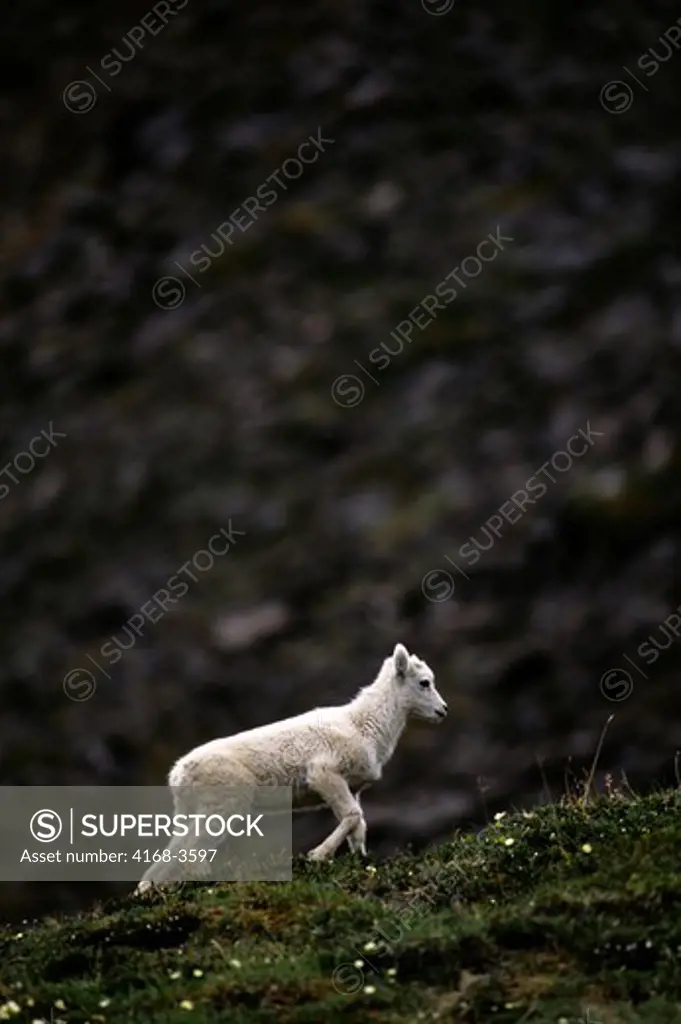 Usa, Alaska, Denali National Park, Cathedral Mountain, Dall Sheep Herd, Lamb