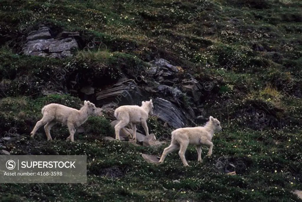 Usa, Alaska, Denali National Park, Cathedral Mountain, Dall Sheep Herd, Lambs