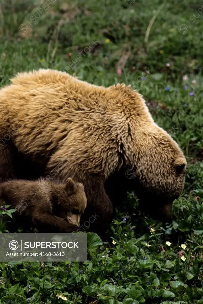 Usa, Alaska, Denali National Park, Grizzly Bear Sow With Cub