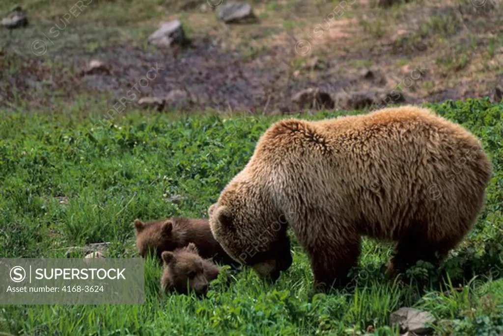 Usa, Alaska, Denali National Park, Grizzly Bear Sow With Cubs
