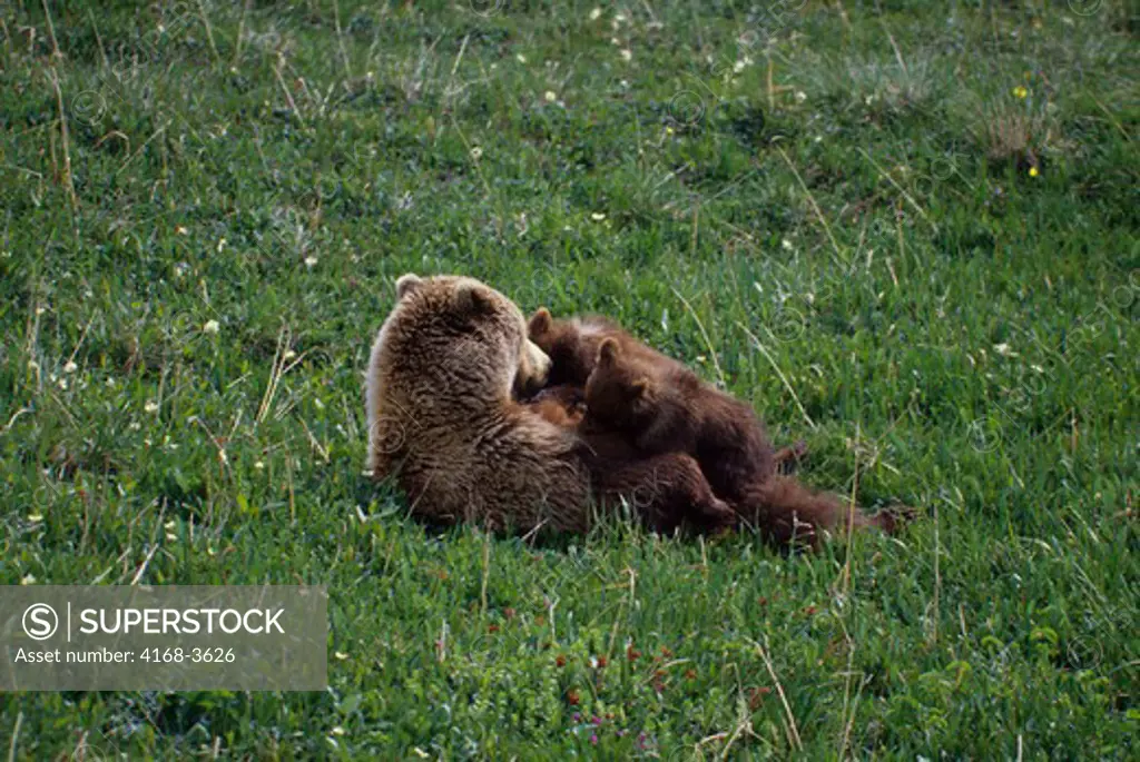 Usa, Alaska, Denali National Park, Grizzly Bear Sow Nursing Cubs