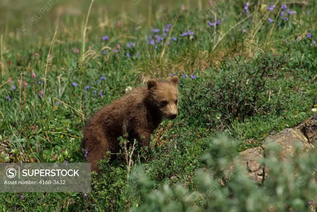Usa, Alaska, Denali National Park, Grizzly Bear Cub
