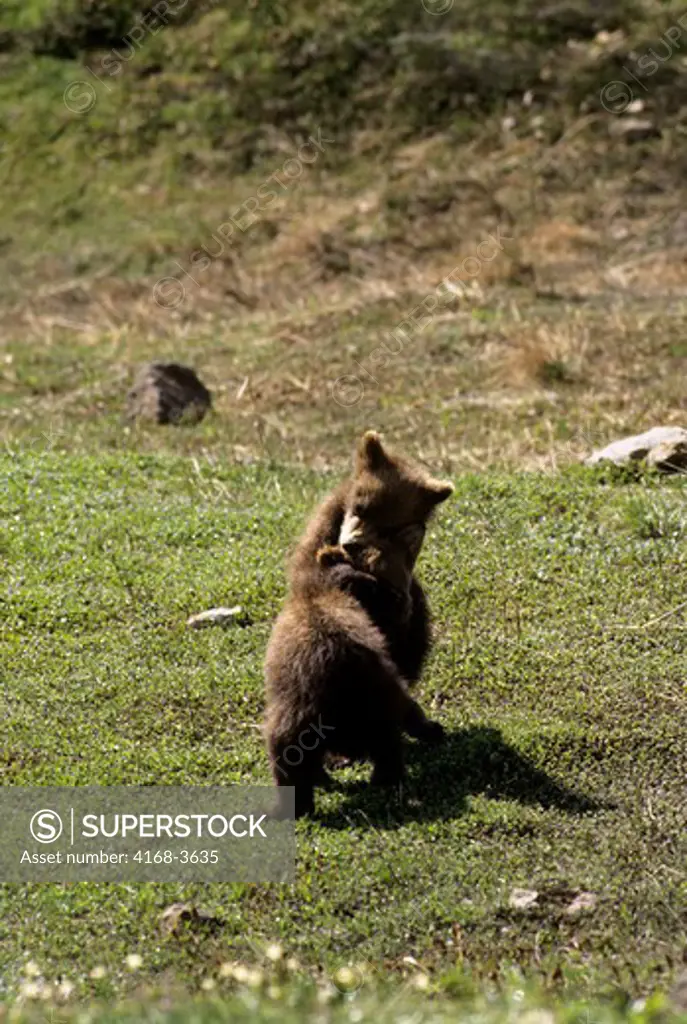 Usa, Alaska, Denali National Park, Grizzly Bear Cubs, Playing