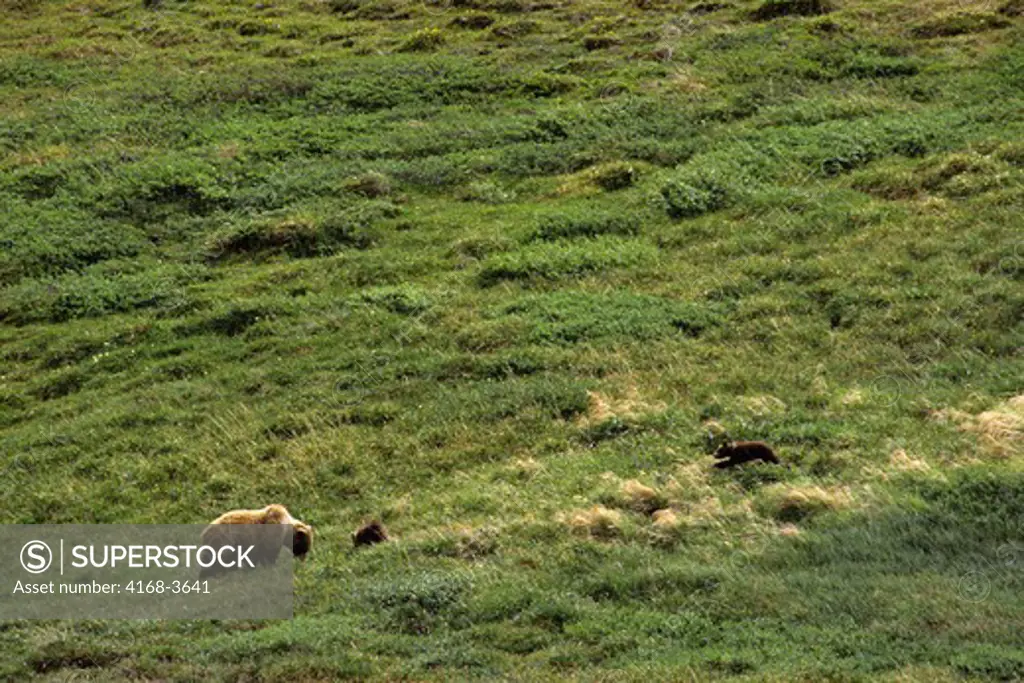 Usa, Alaska, Denali National Park, Grizzly Bear Sow With Cubs, About 5 Months Old