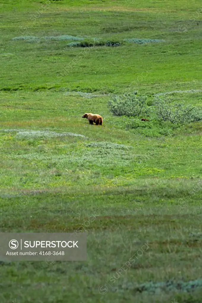 Usa, Alaska, Denali National Park, Grizzly Bear Sow