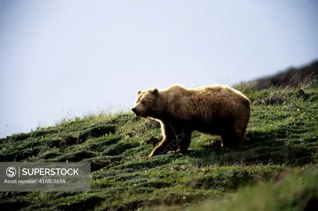 Usa, Alaska, Denali National Park, Grizzly Bear