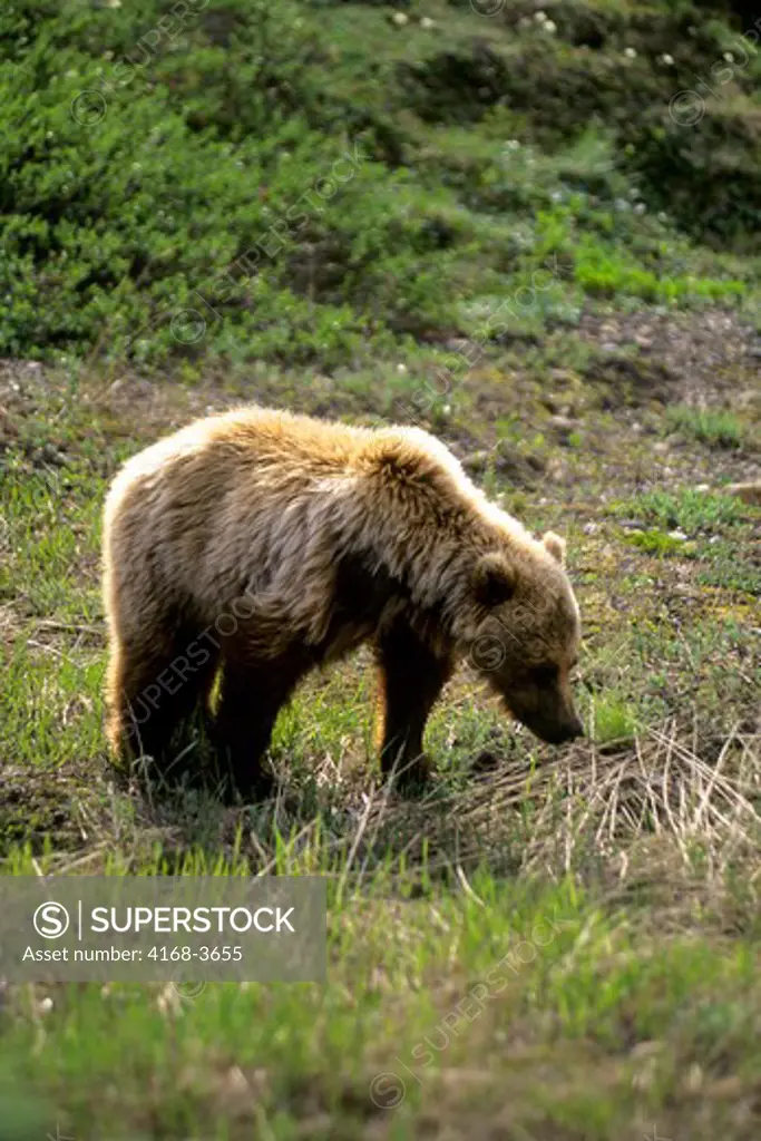 Usa, Alaska, Denali National Park, Grizzly Bear, About 4 Yrs Old