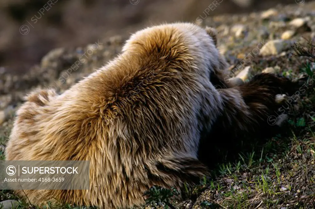 Usa, Alaska, Denali National Park, Grizzly Bear, About 4 Yrs Old, Sleeping