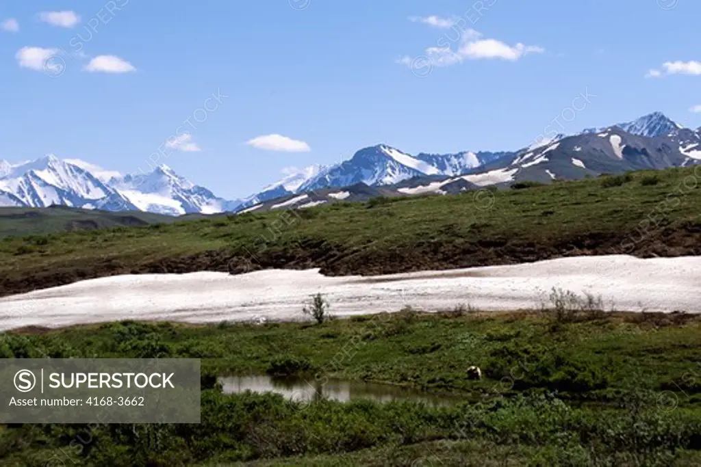 Usa, Alaska, Denali National Park, Sable Pass Area, Grizzly Bear
