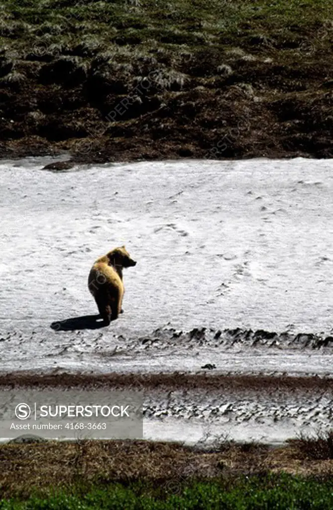 Usa, Alaska, Denali National Park, Sable Pass Area, Grizzly Bear On Snow