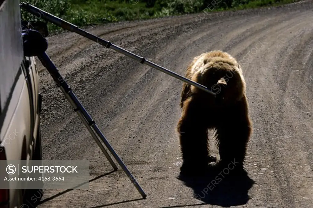 Usa, Alaska, Denali National Park, Grizzly Bear Chewing On Tripod