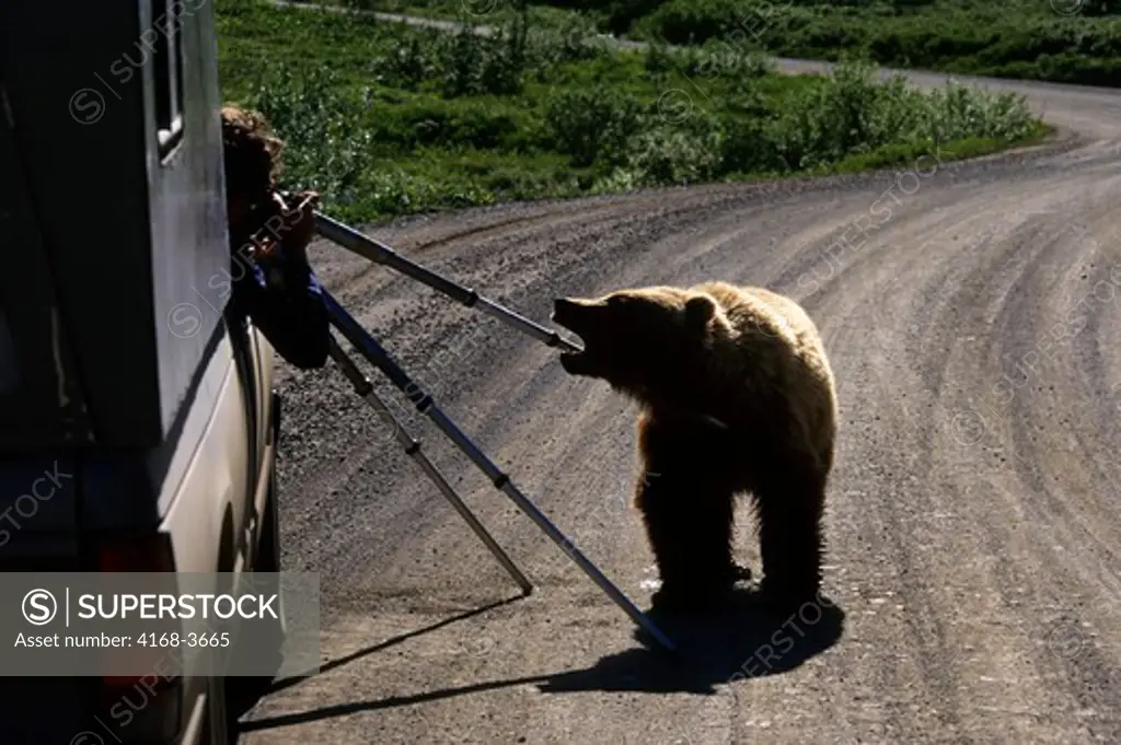 Usa, Alaska, Denali National Park, Grizzly Bear Chewing On Tripod