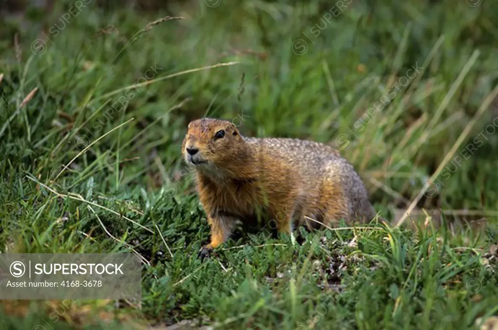 Usa, Alaska, Denali National Park, Arctic Ground Squirrel