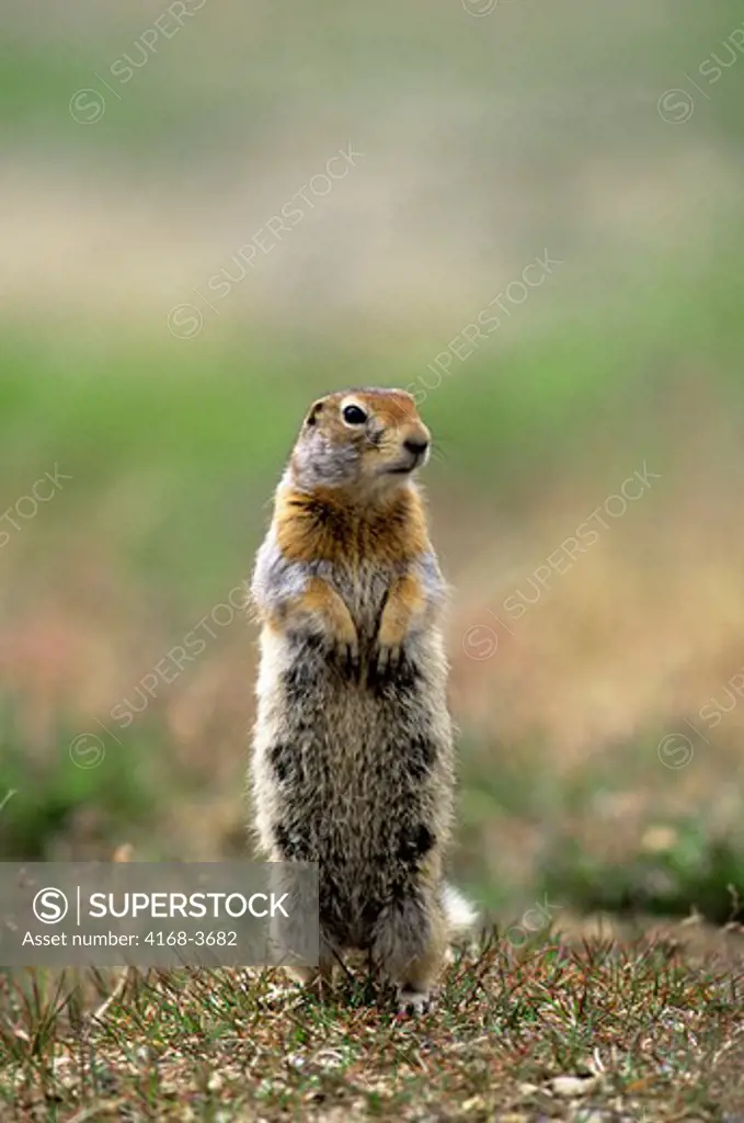 Usa, Alaska, Denali National Park, Arctic Ground Squirrel