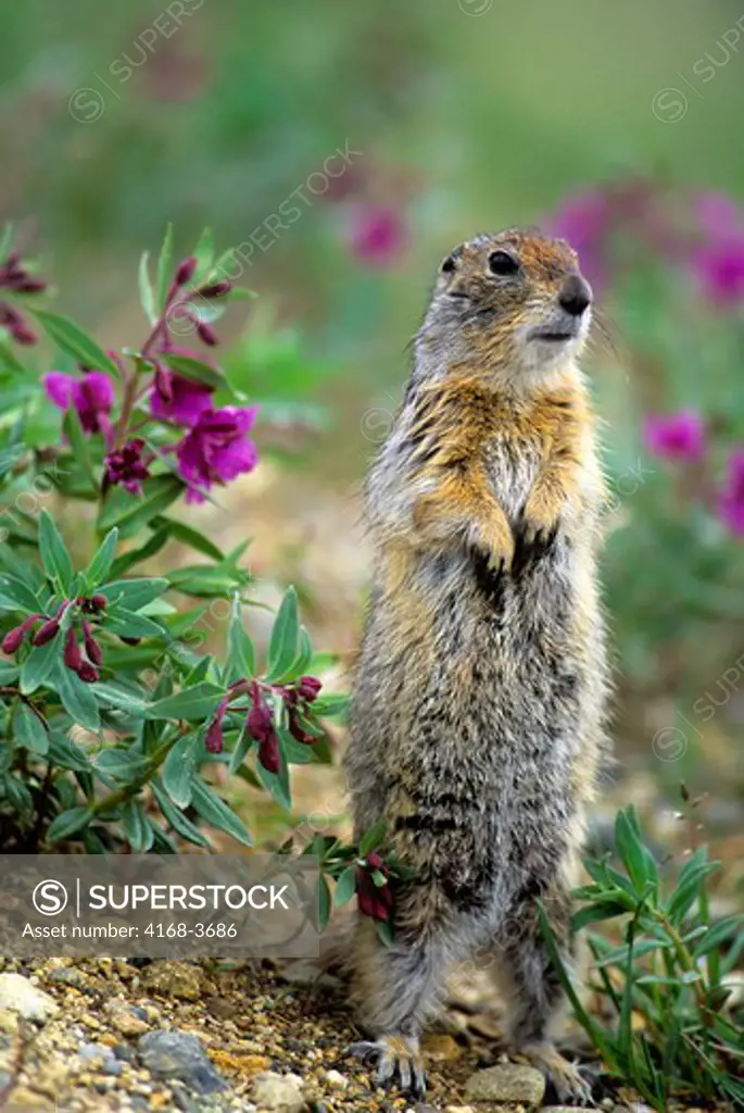 Usa, Alaska, Denali National Park, Arctic Ground Squirrel, Dwarf Fireweed