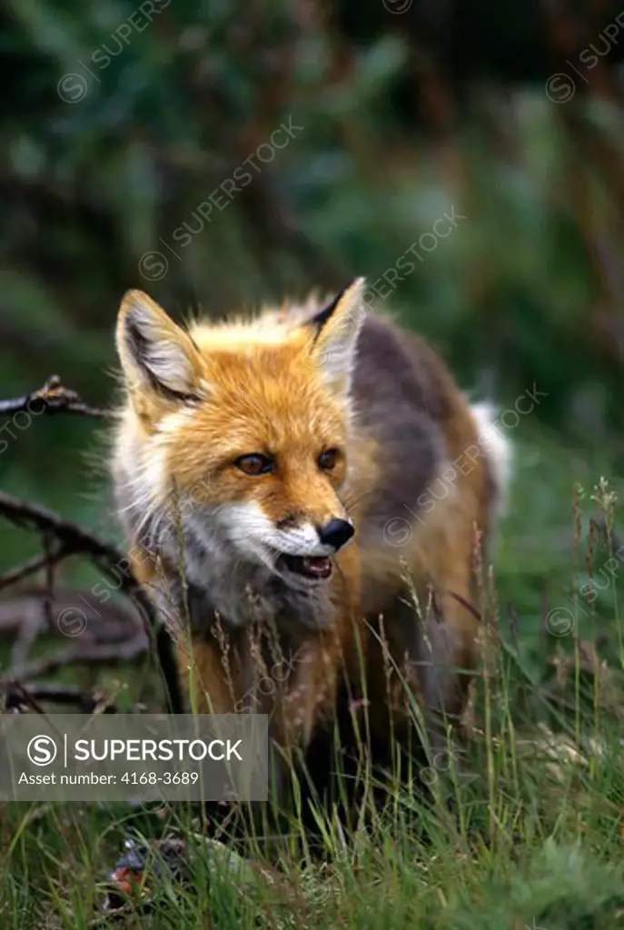 Usa, Alaska, Denali National Park, Red Fox