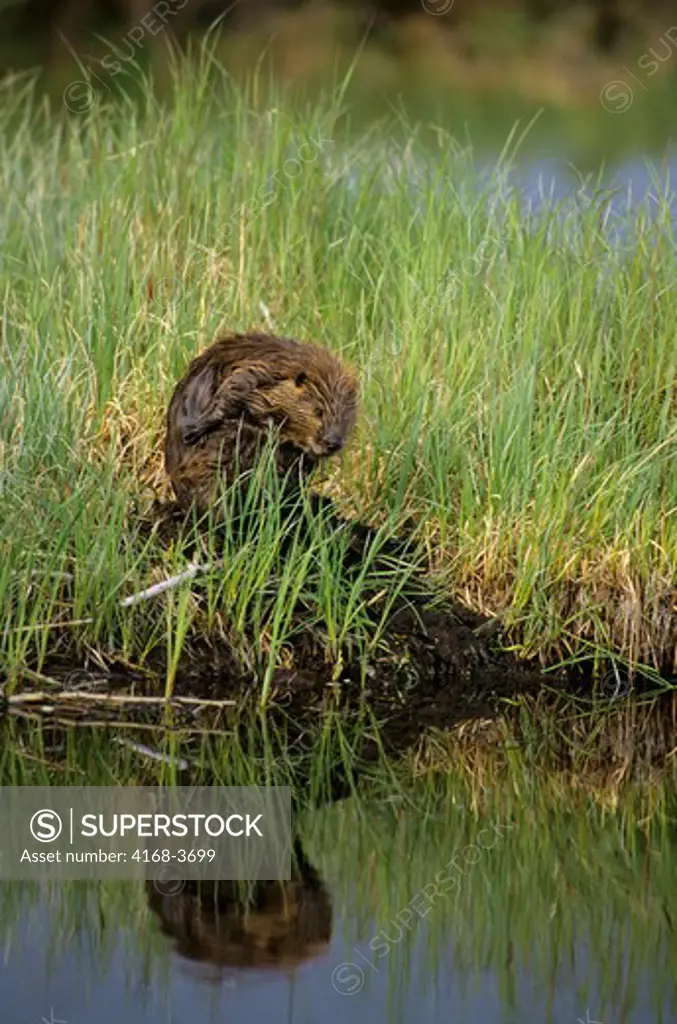 Usa, Alaska, Denali National Park, Beaver Pond, Beaver At Pond's Edge