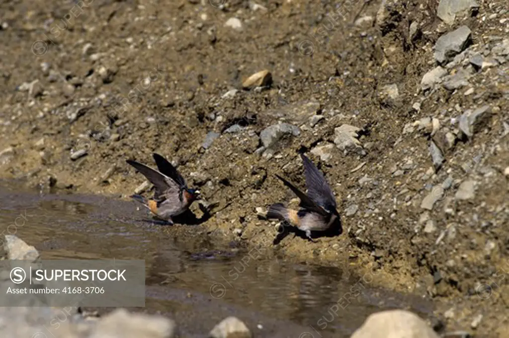 Usa, Alaska, Denali National Park, Near Eielson Visitor Center, Cliff Swallows Collecting Mud For Nest