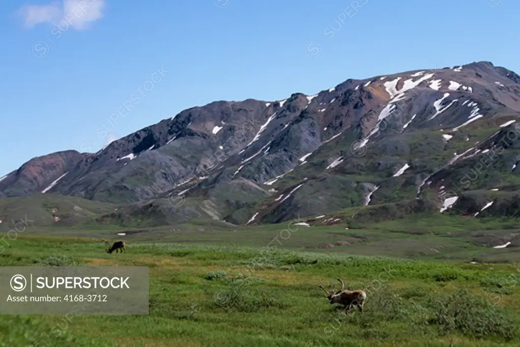 Usa, Alaska, Denali National Park, Near Eielson Visitor Center, Caribou Grazing