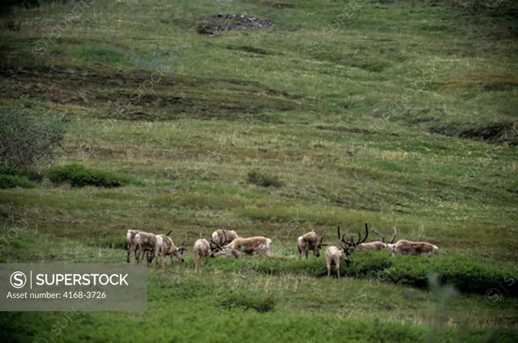 Usa, Alaska, Denali National Park, Near Eielson Visitor Center, Caribou Herd Grazing