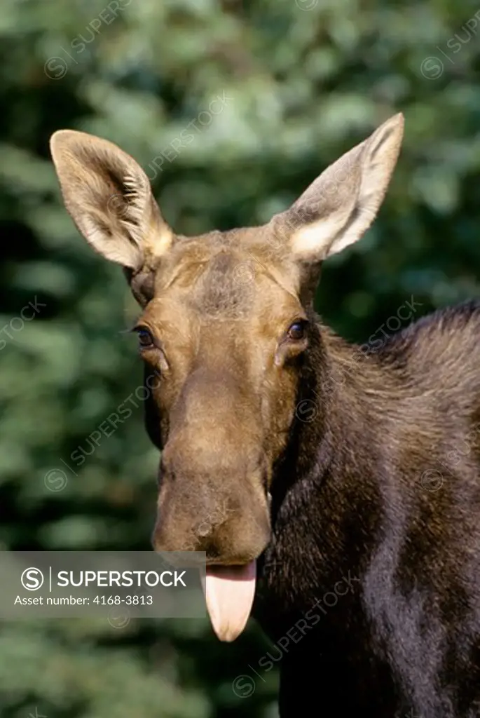 Usa, Maine, Near Greenville, Moose Cow, Portrait, Sticking Out Tongue