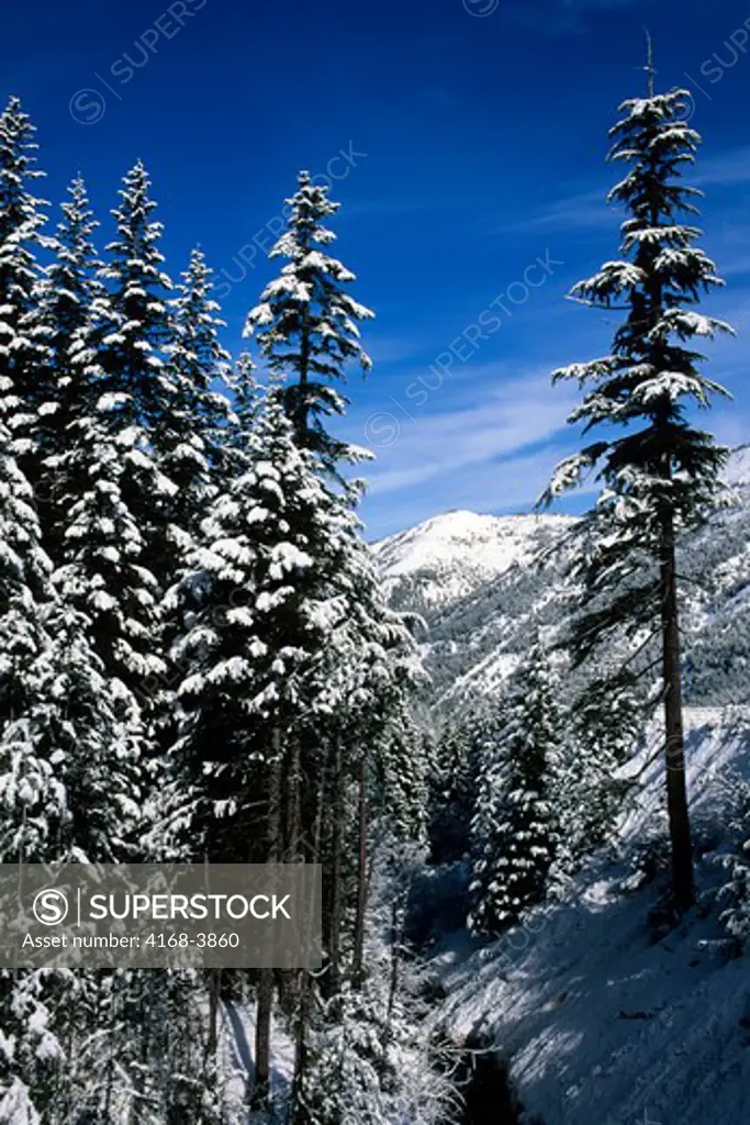 Usa, Washington, Crystal Mountain Resort, View Of Snow Covered Trees