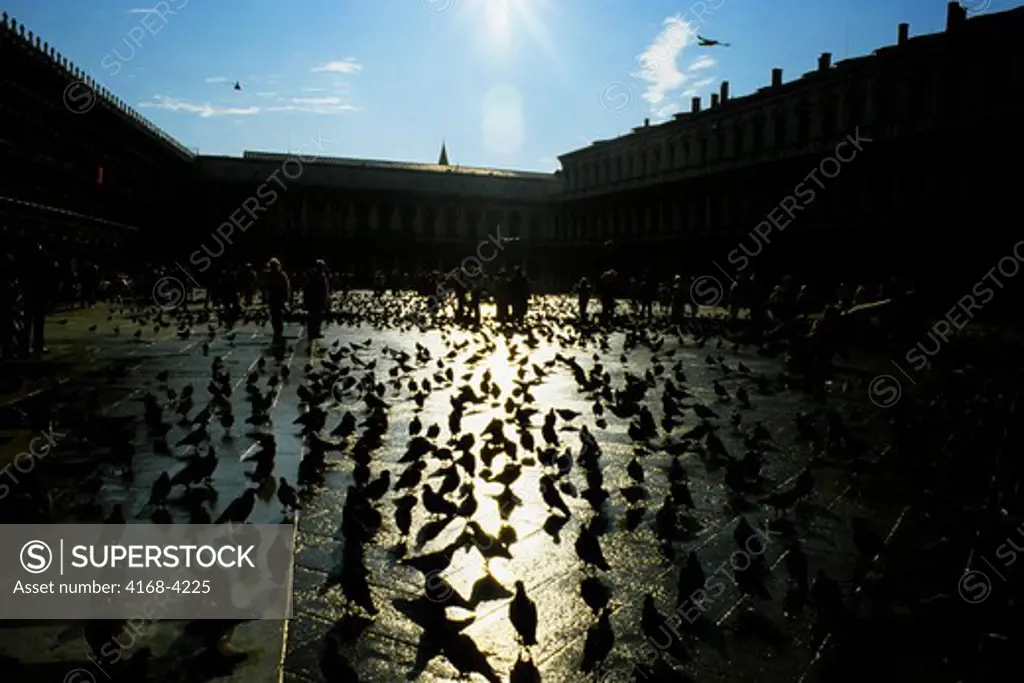 Italy, Venice, Pigeons (Backlit) On Piazza San Marco