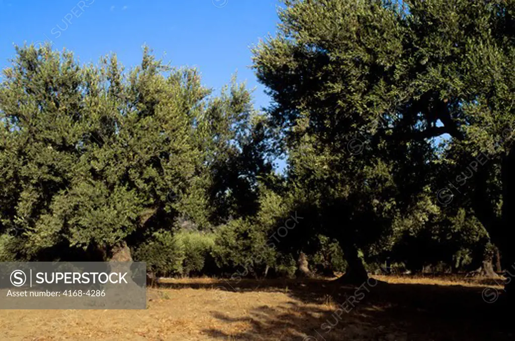 Greece, Crete, Near Kritsa, Olive Tree Plantation