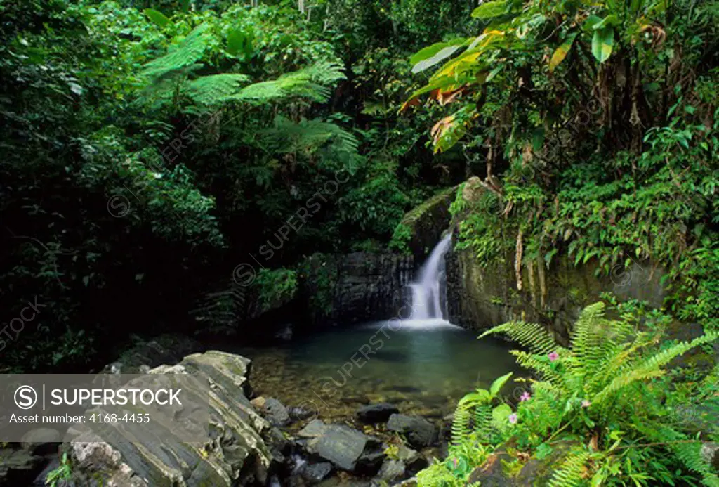 Puerto Rico, El Yunque Rain Forest, Waterfall
