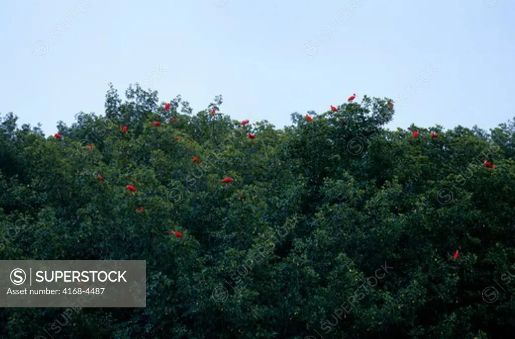 Trinidad, Caroni Sanctuary, Scarlet Ibis In Mangroves
