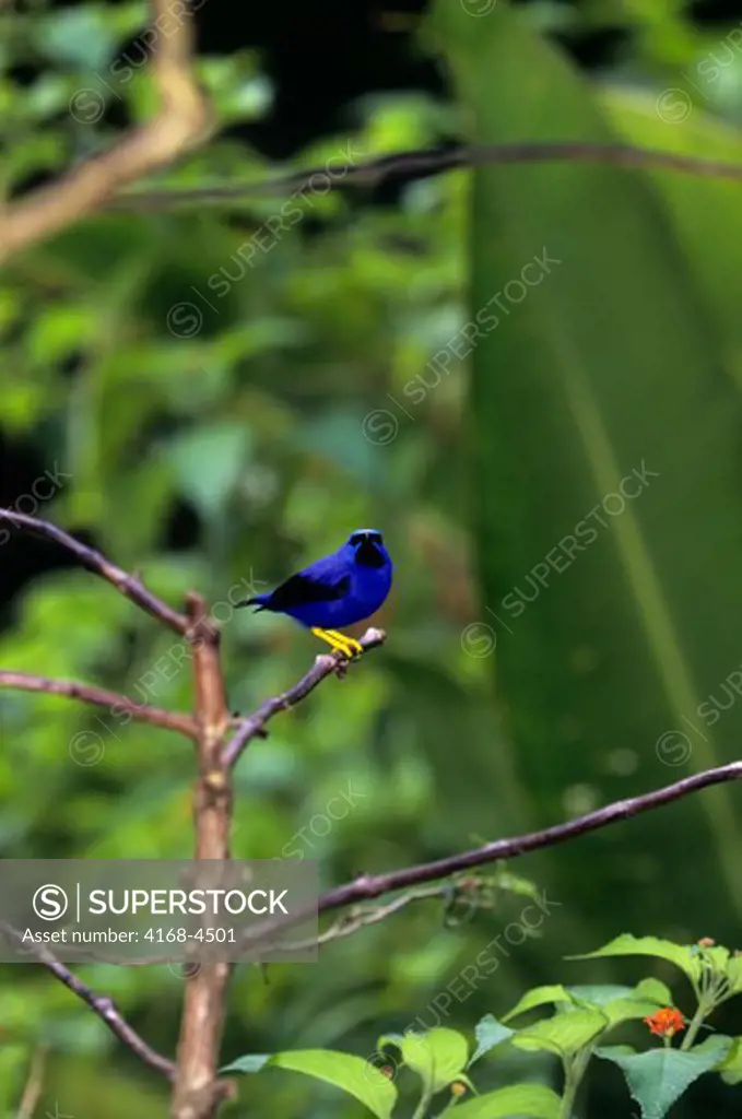Trinidad, Asa Wright Nature Ctr, Purple Honey Creeper, Male