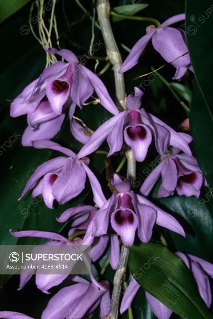 Trinidad, Asa Wright Nature Ctr, Orchid, Dendrobium Pieradii