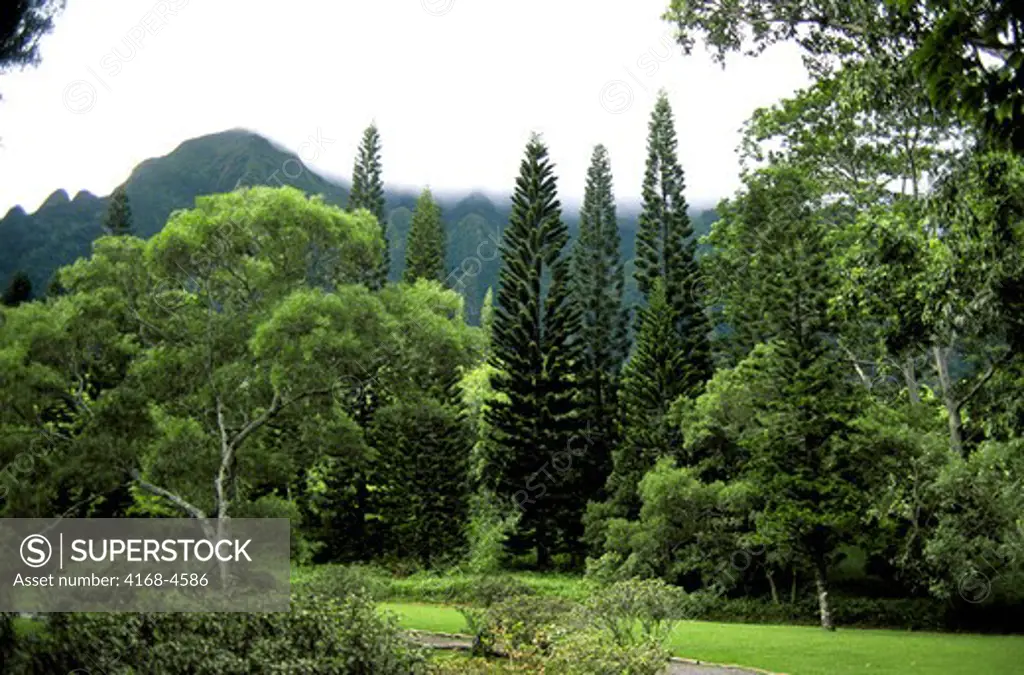 USA, Hawaii, Oahu, Valley Of The Temples, Byodo-in temple, Norfolk Pine Trees
