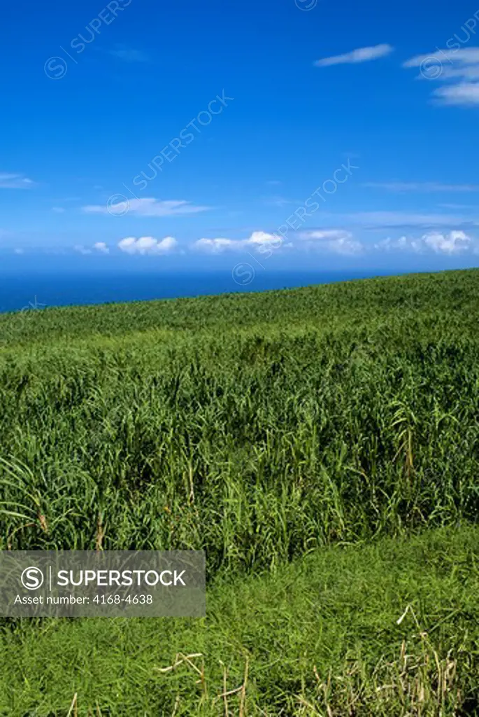 USA, Hawaii, Big Island, Sugar cane field