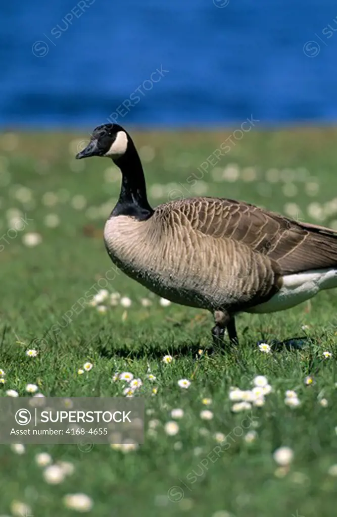Canada, British Columbia, Canada Goose on grass