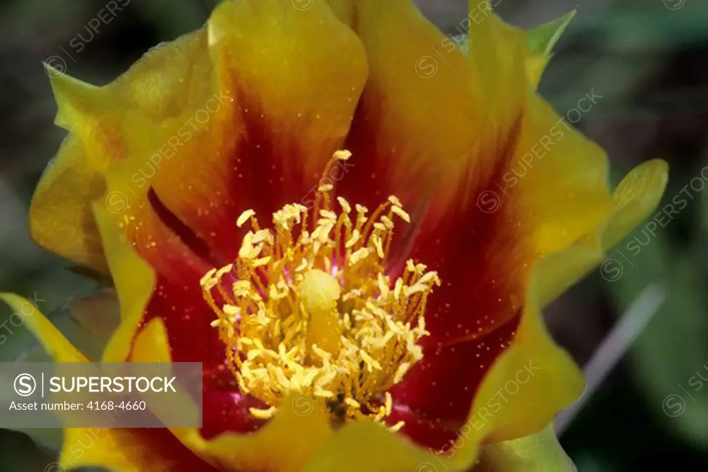 USA, Texas, Austin, Lady Bird Johnson Wildflower Center, Close up of prickly pear cactus flower