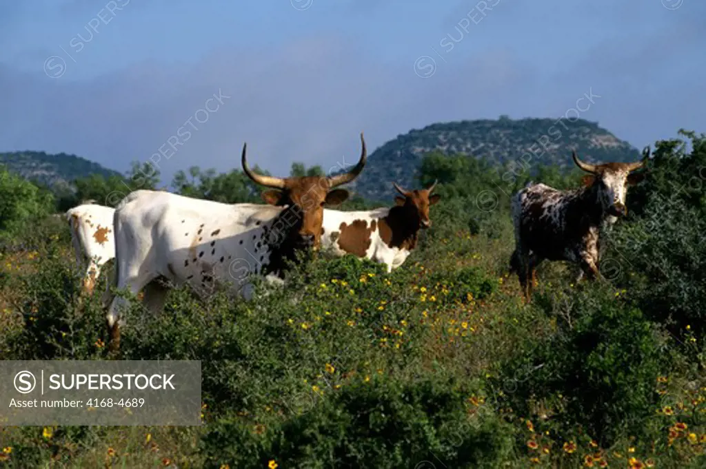 USA, Texas, Near Junction, Texas Longhorns at pasture