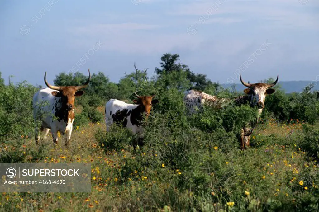 USA, Texas, Junction, Texas Longhorns at pasture