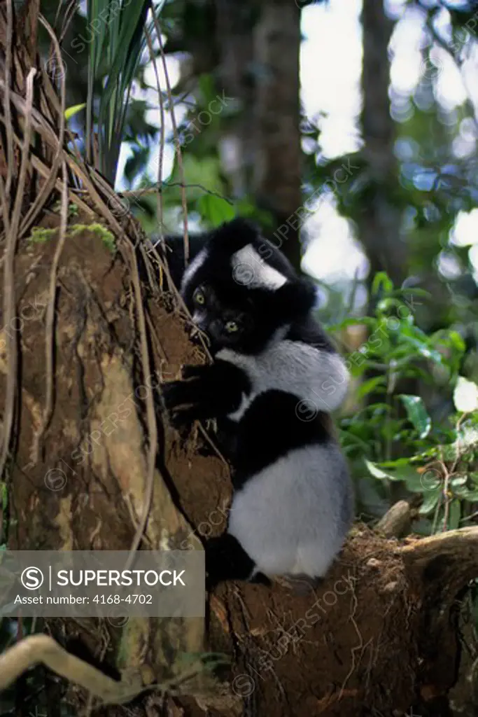 Madagascar, Perinet Reserve, Indri feeding on dirt to get minerals