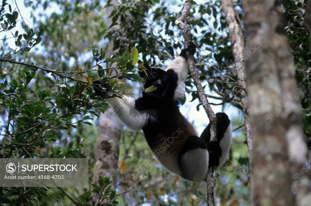 Madagascar, Perinet Reserve, Rain Forest, Indri eating leaf while hanging on tree