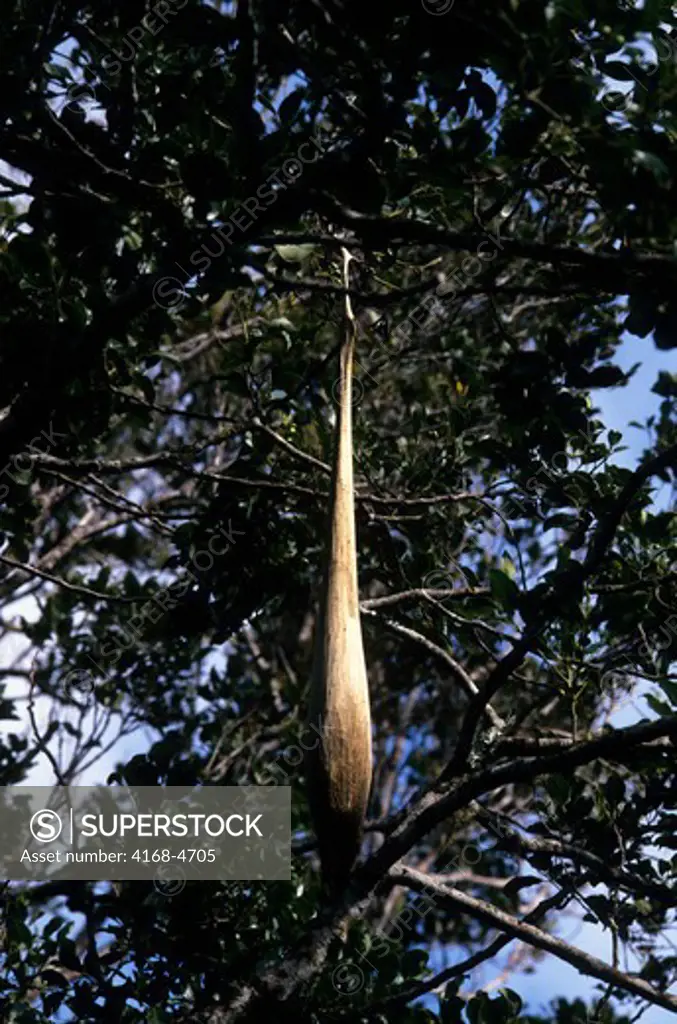Madagascar, Perinet Reserve, Cocoon of moth hanging on tree