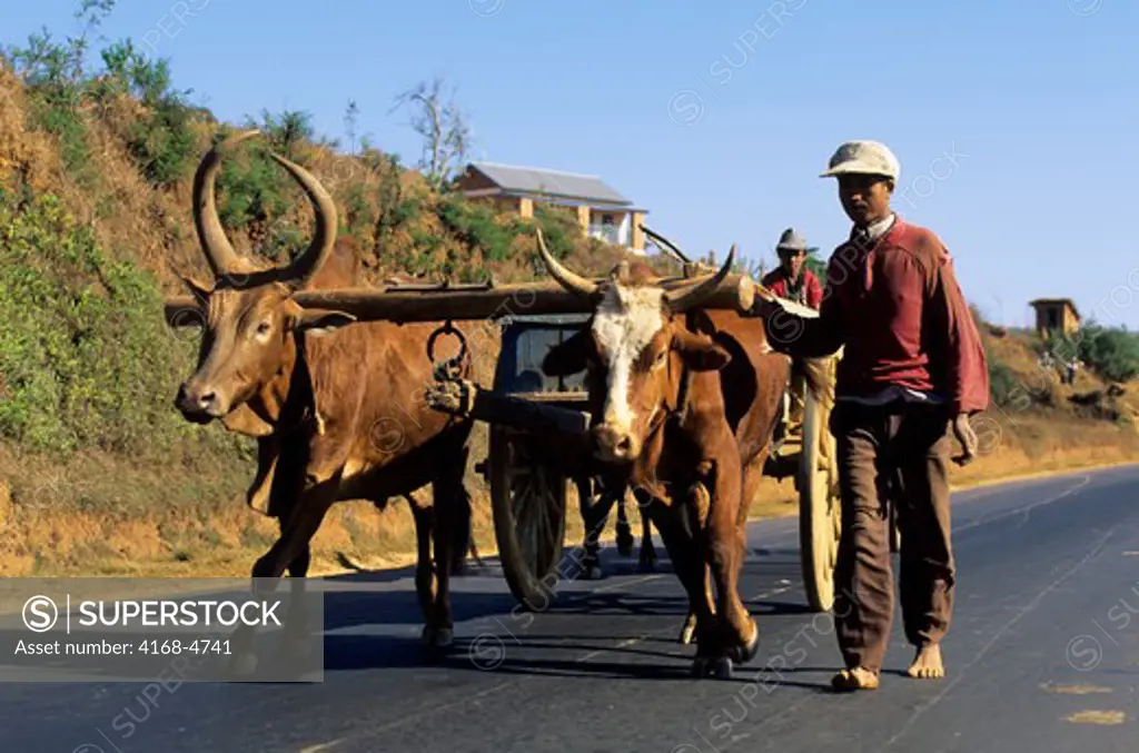 Madagascar, near Ambatolampy, farmers and Zebu Ox cart on road
