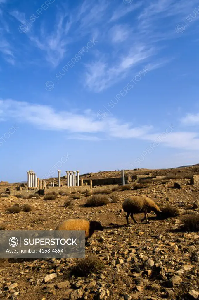 Libya, near Benghazi, Soussa, Apollonia, grazing sheep with Central Church in background