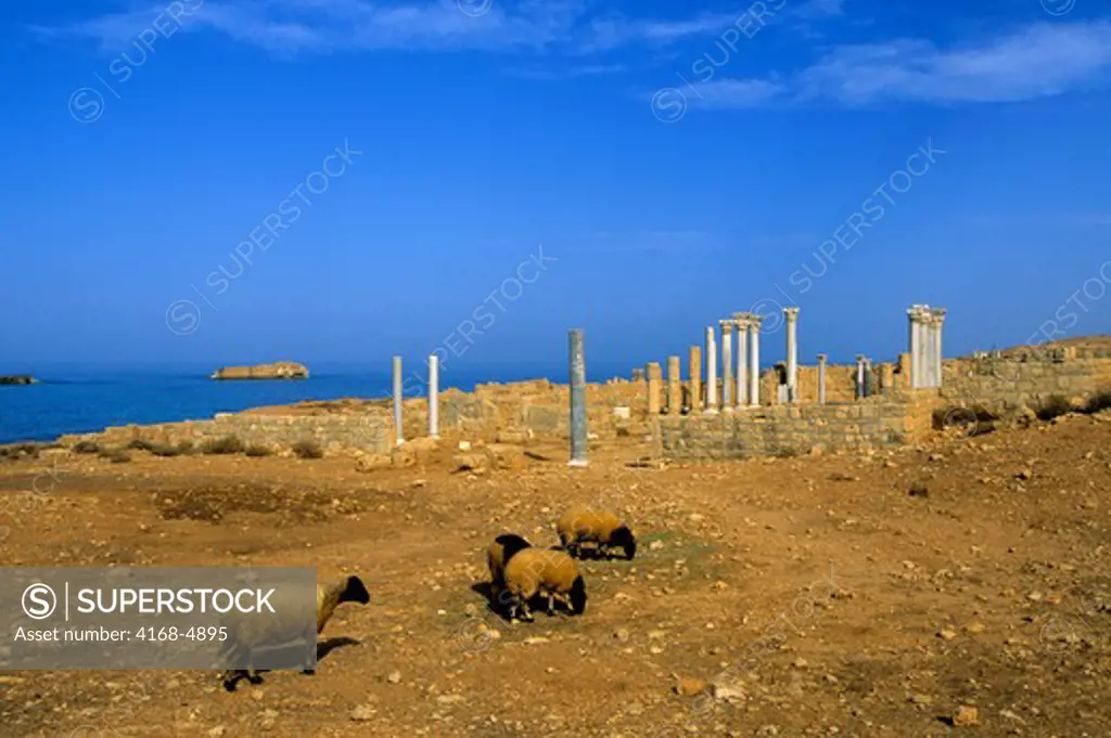 Libya, near Benghazi, Soussa, Apollonia, grazing sheep with Central Church in background