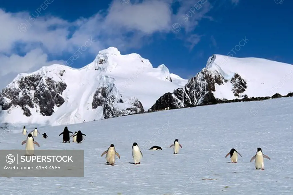 antarctica, south orkney islands, laurie island, adelie penguins walking on snow, returning from sea