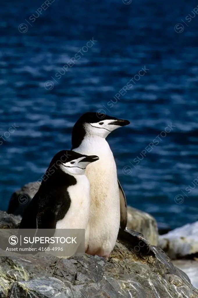 antarctica, south orkney islands, laurie island, chinstrap penguin colony, chinstrap penguin pair at nest