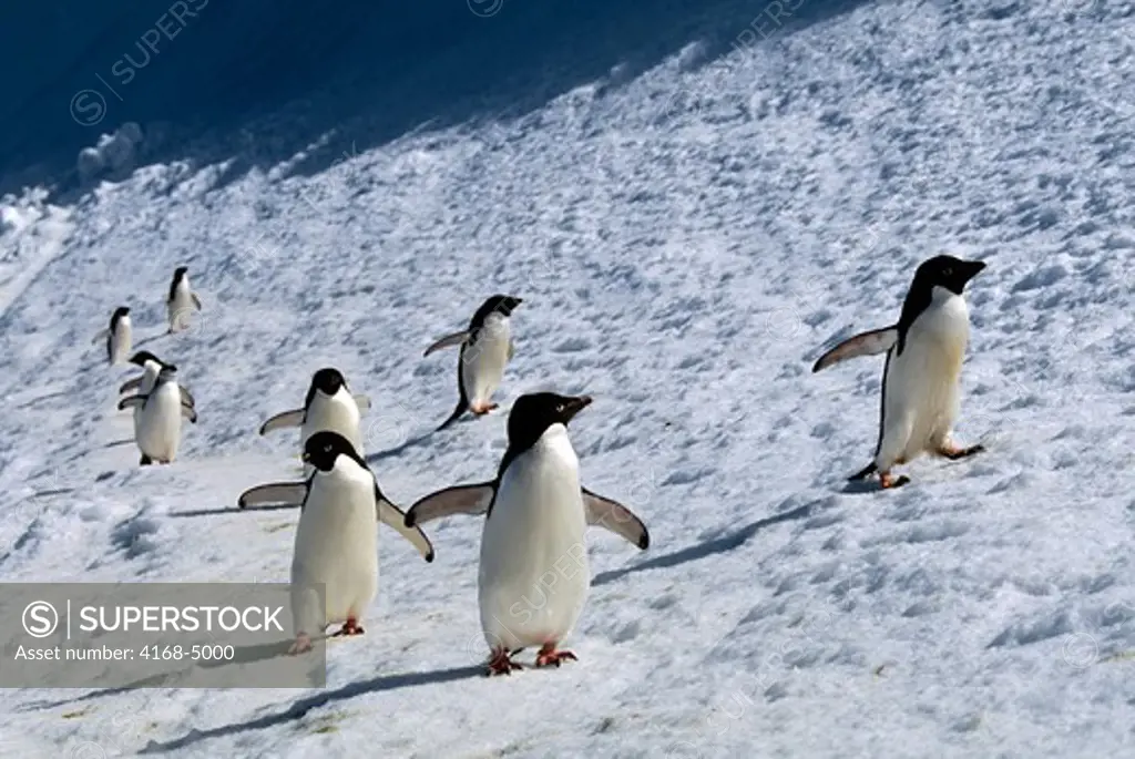 antarctica, south orkney islands, laurie island, adelie penguins & chinstrap penguin walking along snowbank