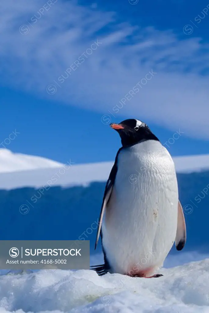 antarctica, south orkney islands, laurie island, gentoo penguin