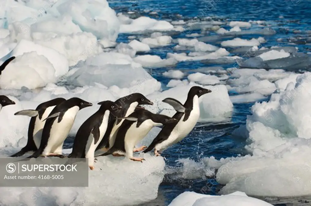 antarctica, paulet island, beach, adelie penguins on ice pebbles jumping