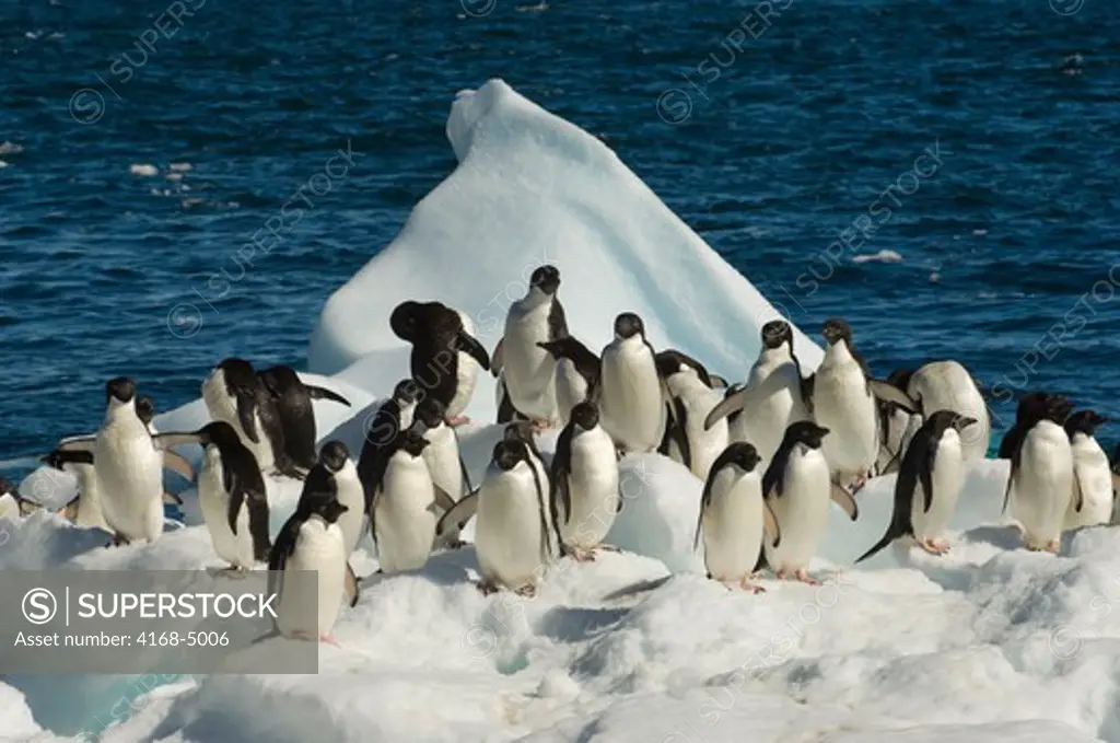 antarctica, paulet island, beach, adelie penguins on ice pebbles waiting to go into sea